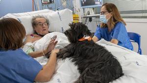 Programa de mejora del estado de los ingresados en la UCI en el Hospital del Mar con acompañamiento de perros de terapia.