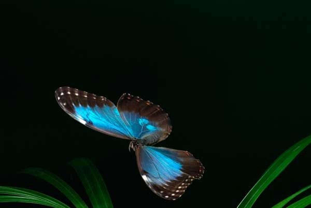 Mariposa Morfo Azul en Belice en su camino desde México hasta Colombia y Venezuela.