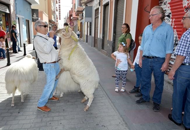 FIESTAS DE SAN GREGORIO