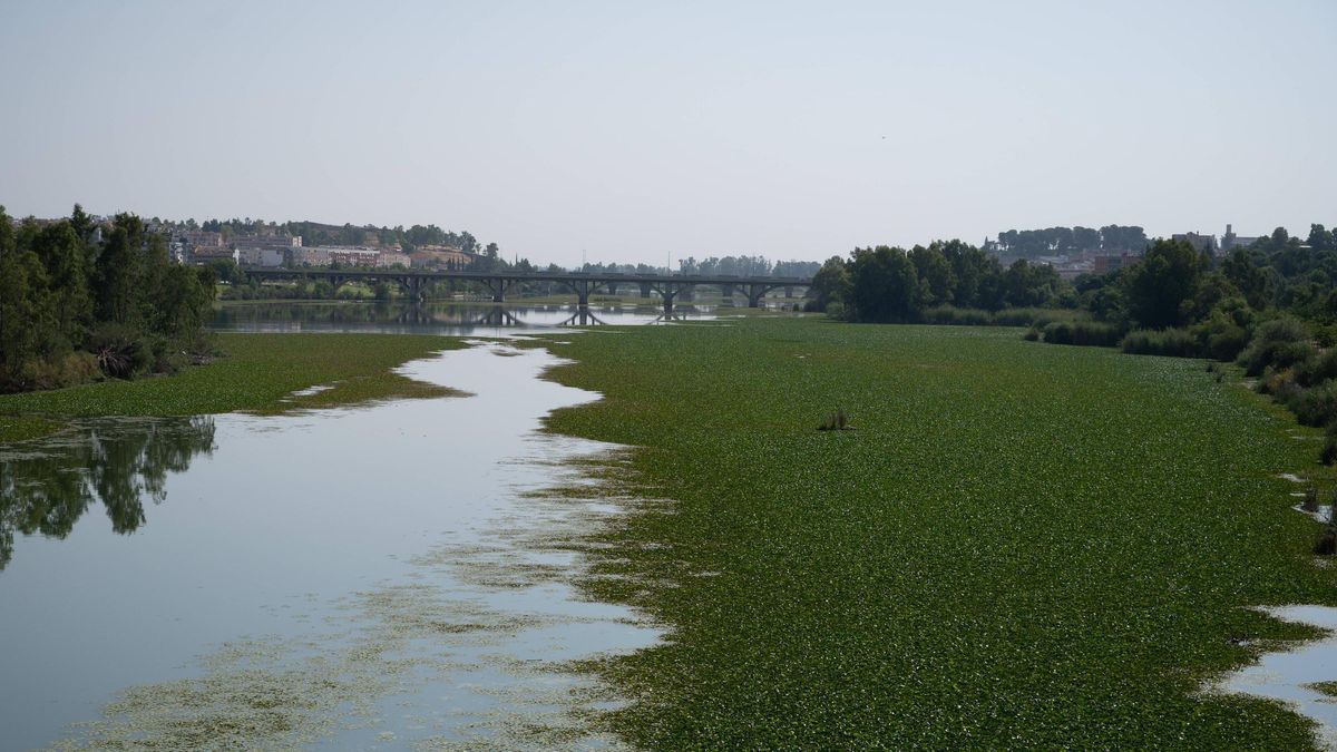 Manchas de nenúfar en el Guadiana a su paso por Badajoz. La foto es de ayer.