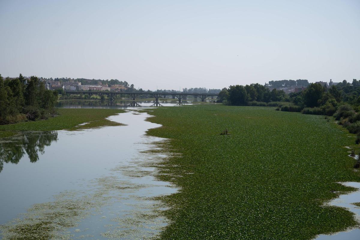 Manchas de nenúfar en el Guadiana a su paso por Badajoz. La foto es de ayer.