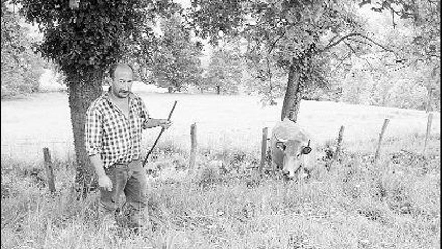 Ángel Fernández, con sus vacas, en el pueblo de La Figal, en la parroquia de Rañeces.