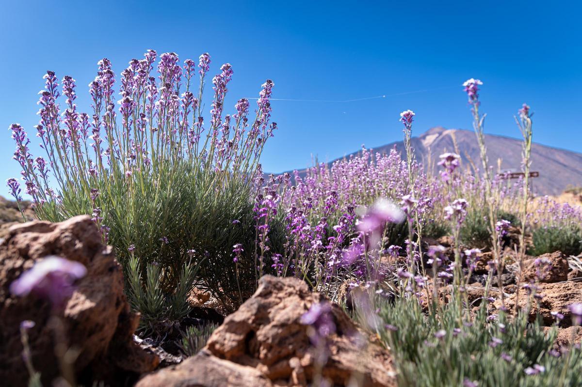 Flores del alhelí con el Teide al fondo.
