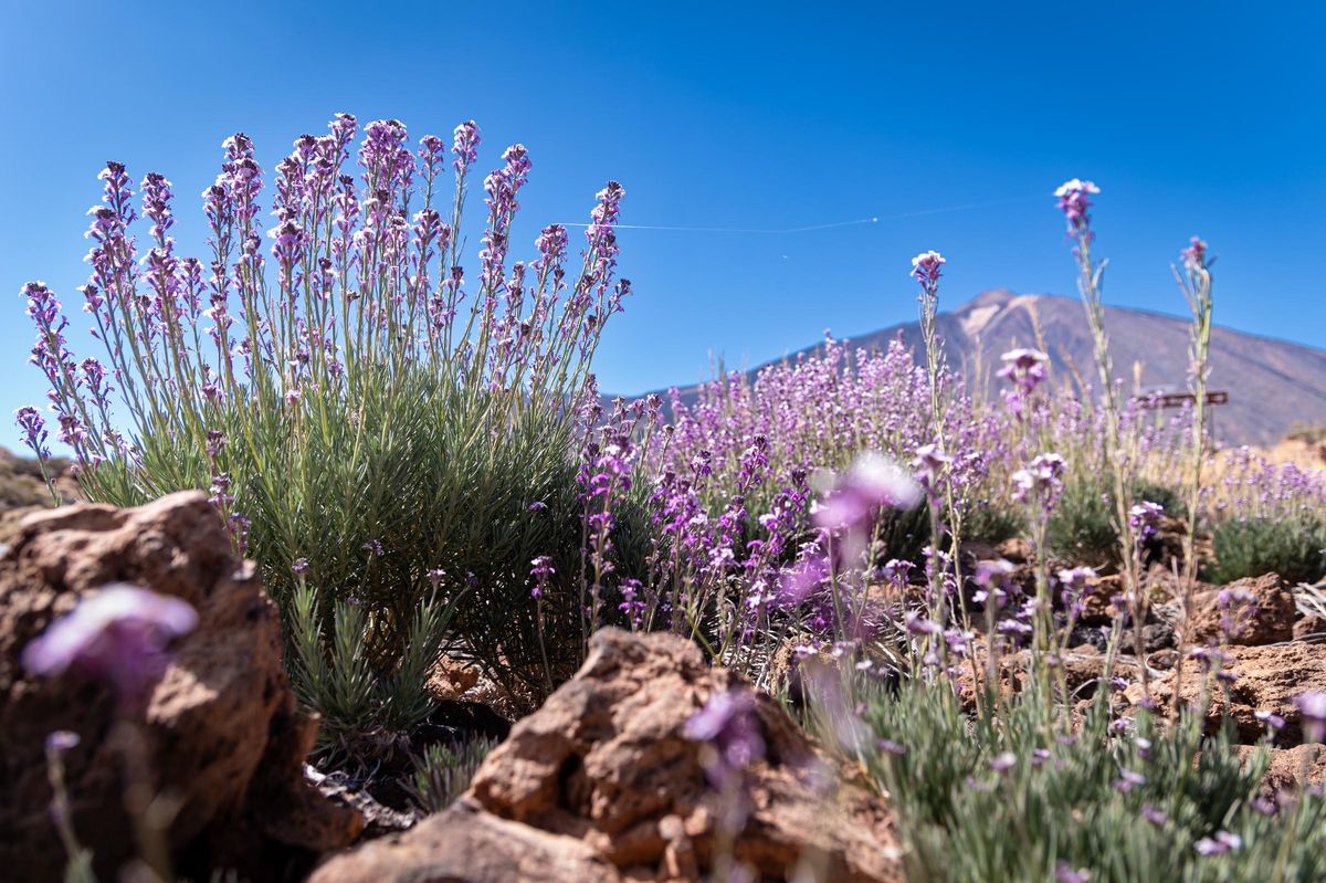 Flores del alhelí con el Teide al fondo.