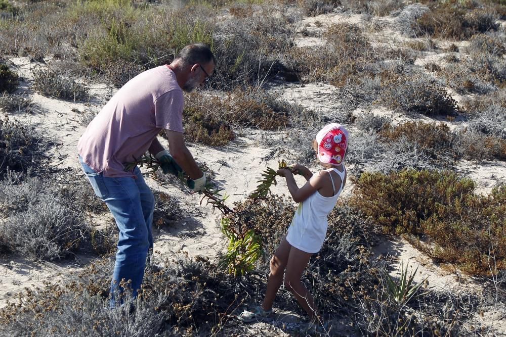 Limpieza de plantas invasoras en la Devesa del Saler