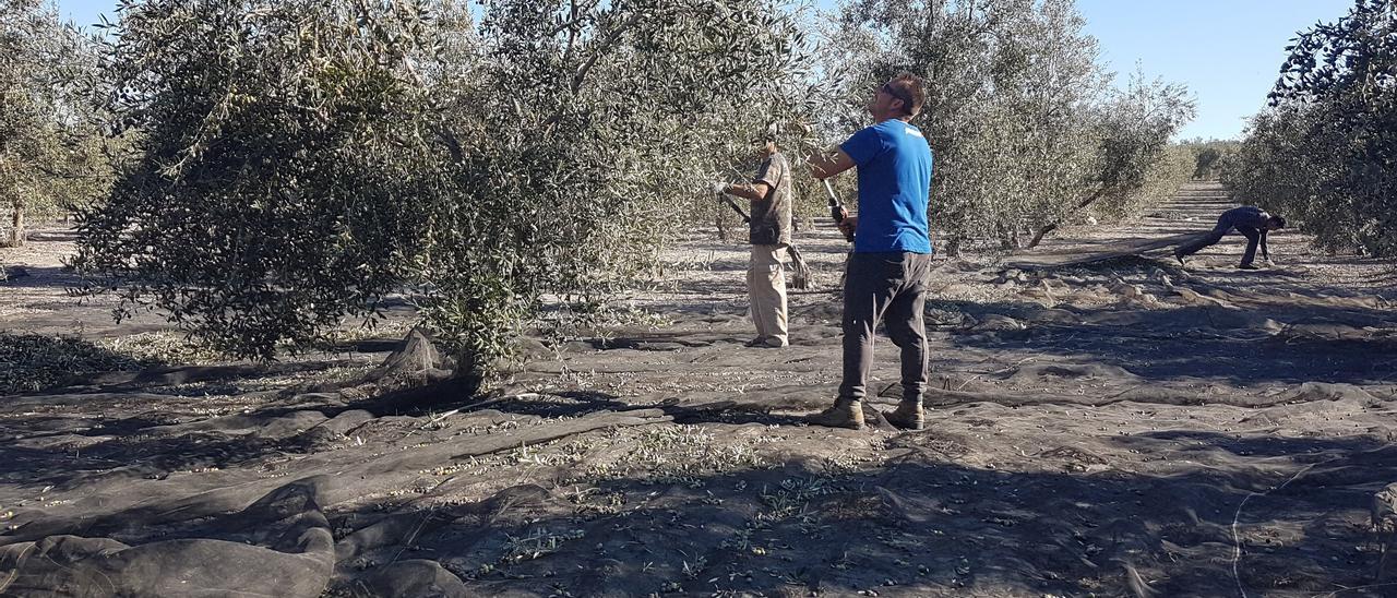 Trabajadores del campo durante la recolección de la aceituna en una campaña anterior.