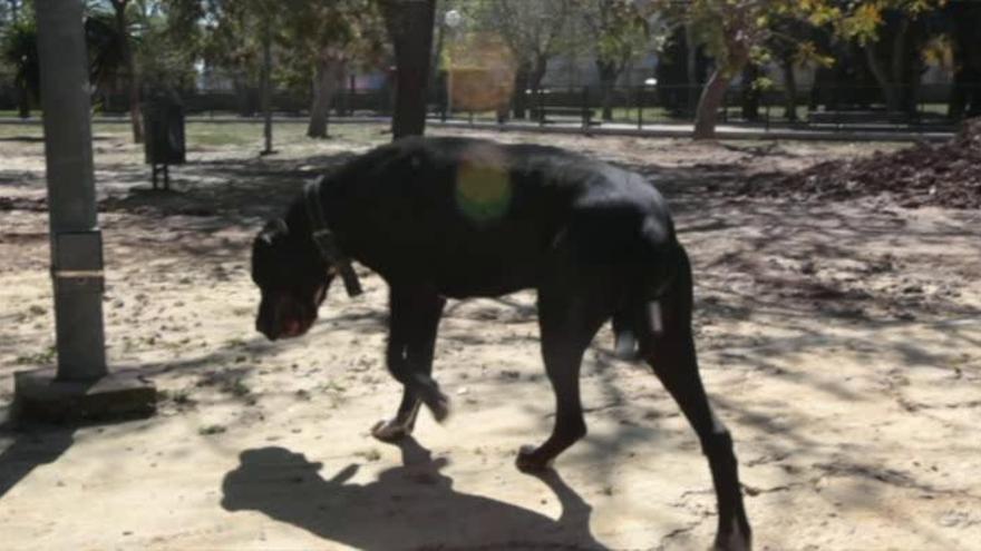 Parque para perros Lo Morant