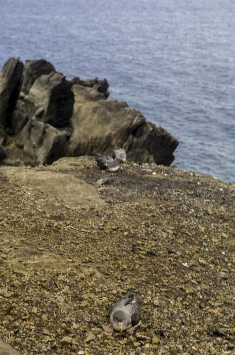 SUELTA DE POLLOS DE PARDELA