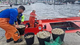 ¿Por qué los mariscadores de Arousa emigran a Noia?