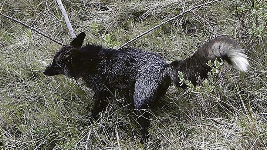 Imagen del primer zorro de pelaje negro que se encontró en la Sierra de Mariola.