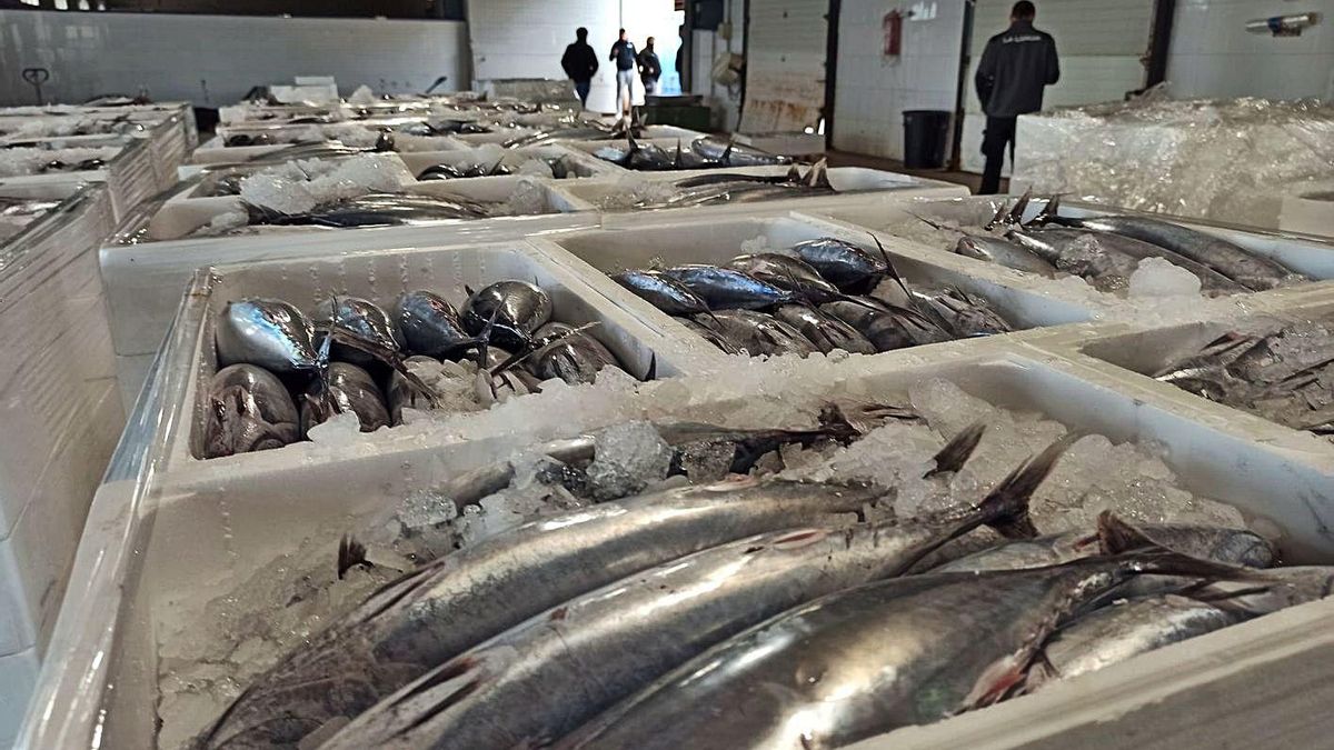 Image from the beginning of December with the auction of the last catches of the year in Torrevieja. | D.Pamirs Image from the beginning of December with the auction of the last catches of the year in Torrevieja. | D.Pamirs