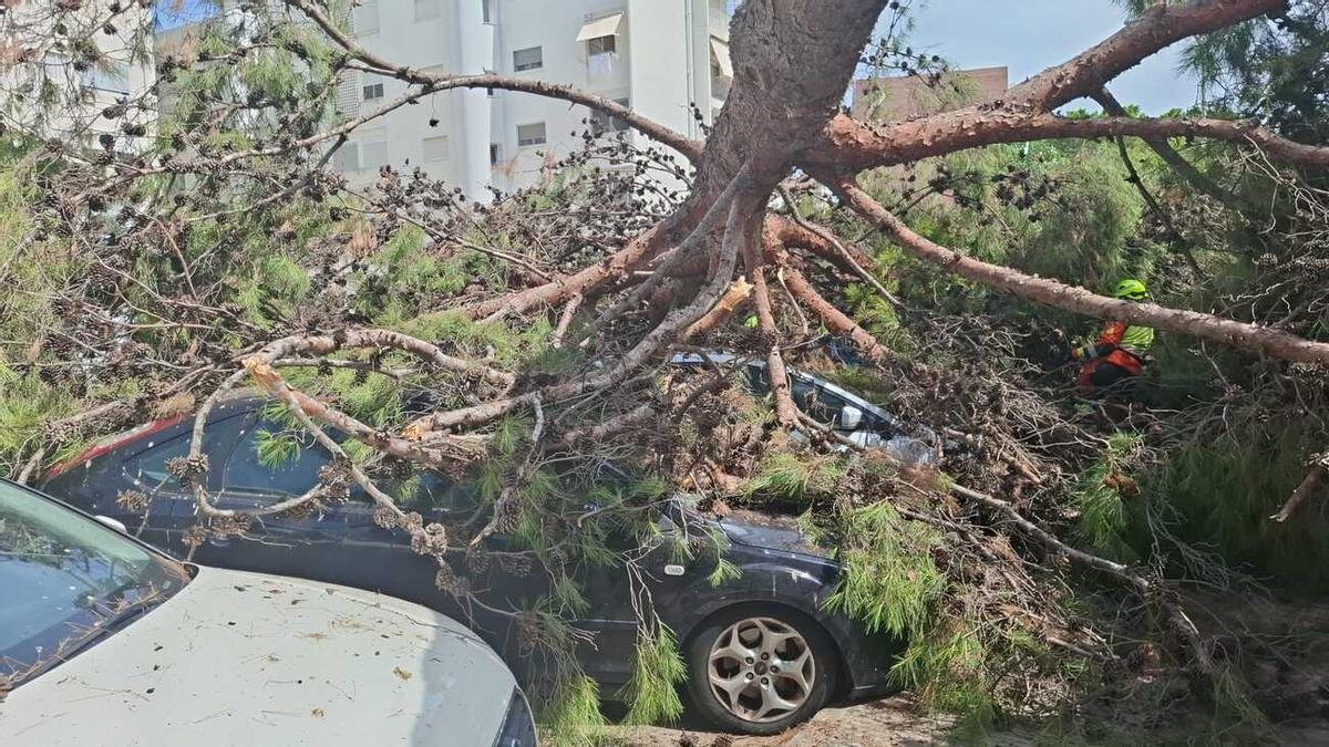 Varioa coches han resultado afectados por la caída de un árbol en la playa de Gandia