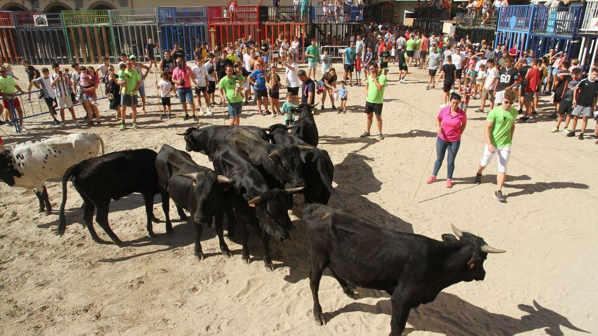 Niños durante la exhibición de trashumancia de Nules. MÓNICA MIRA