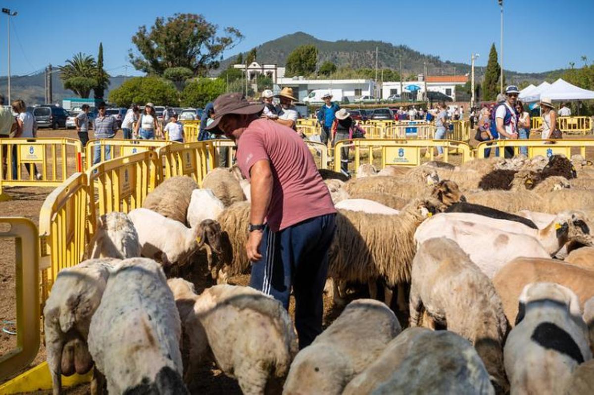 Foto de archivo de la Fiesta de La Lana en Caideros, Gáldar.