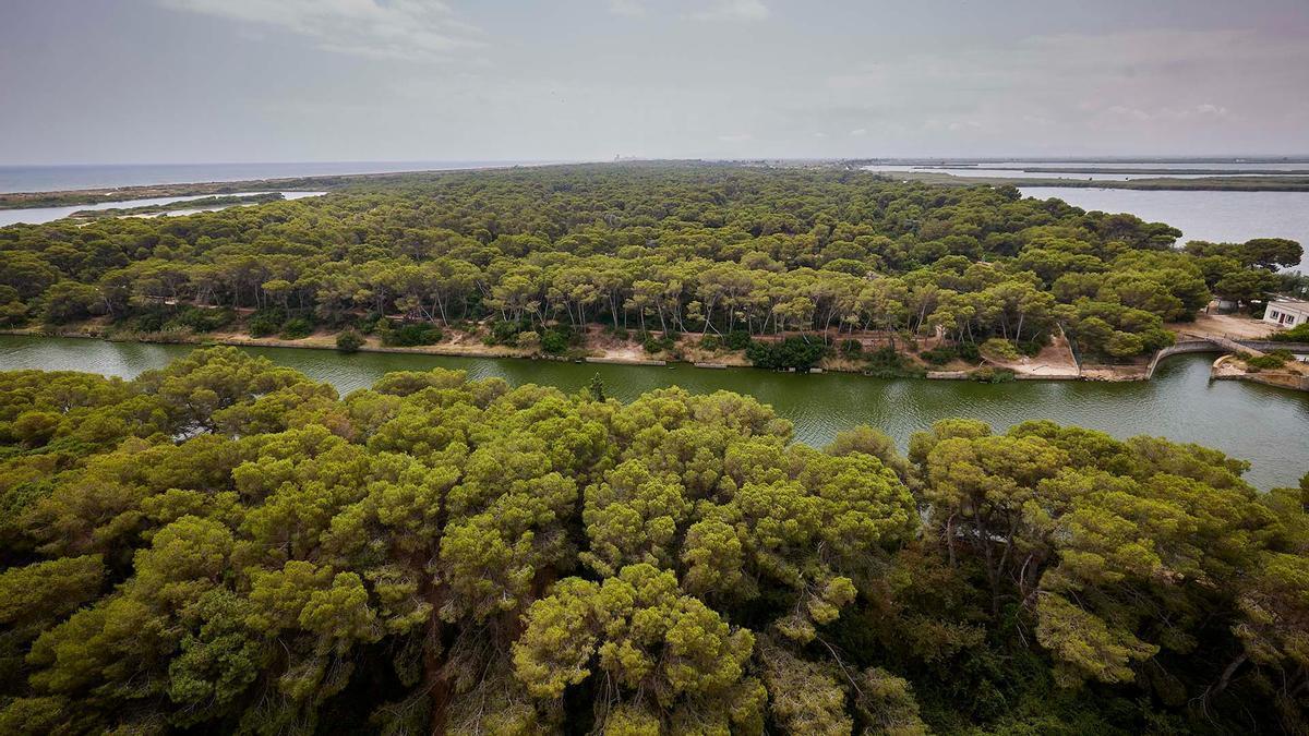 Una imagen de la Devesa del Saler, paraje donde se perdió el menor