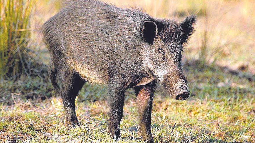 Rise in Wild Boar Sightings and Crop Damage in Galicia: A Growing Problem