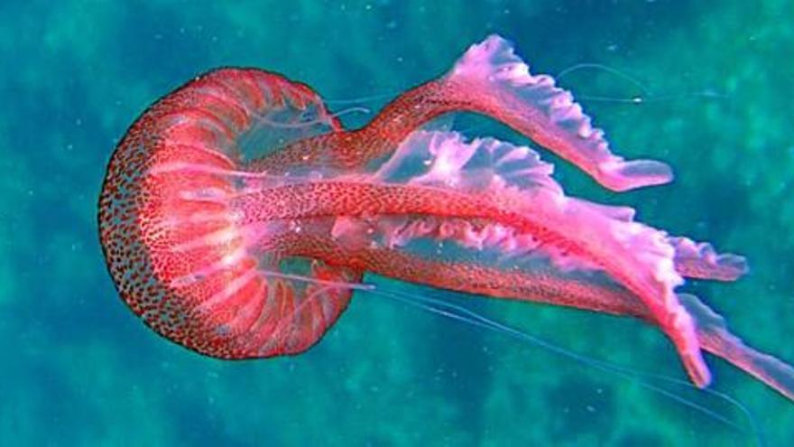 La medusa &#039;Pelagia noctiluca&#039; pot ser &quot;altament urticant&quot;