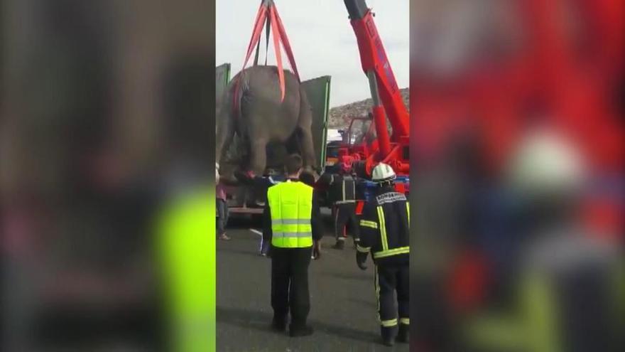 Un elefante muerto tras el vuelco del camión que lo transportaba