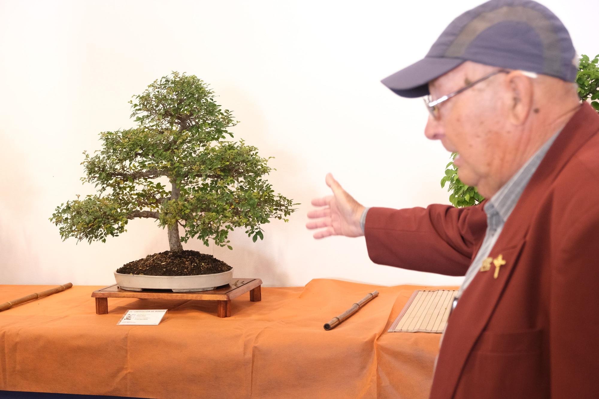 El arte del bonsai se expone en Elche