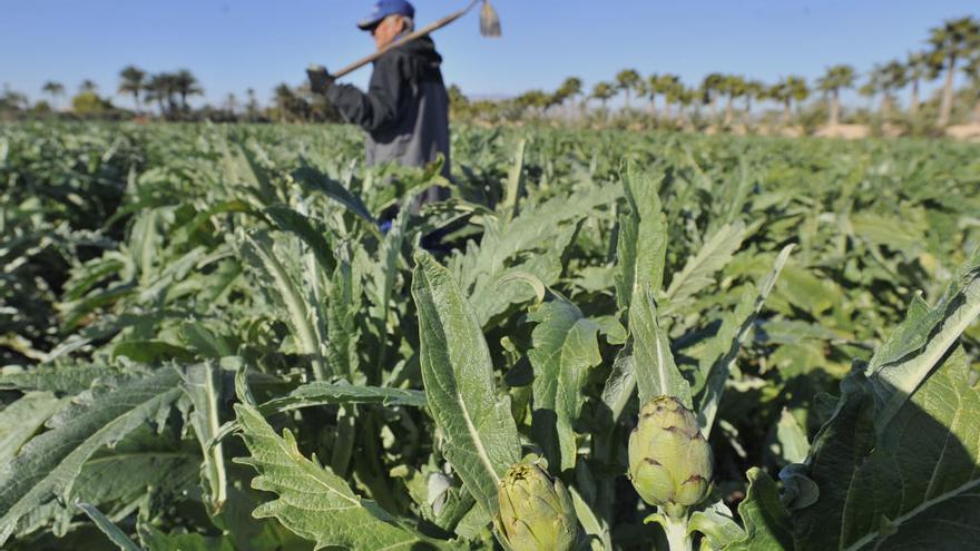 Instantánea de un campo de alcachofas en la Vega Baja.