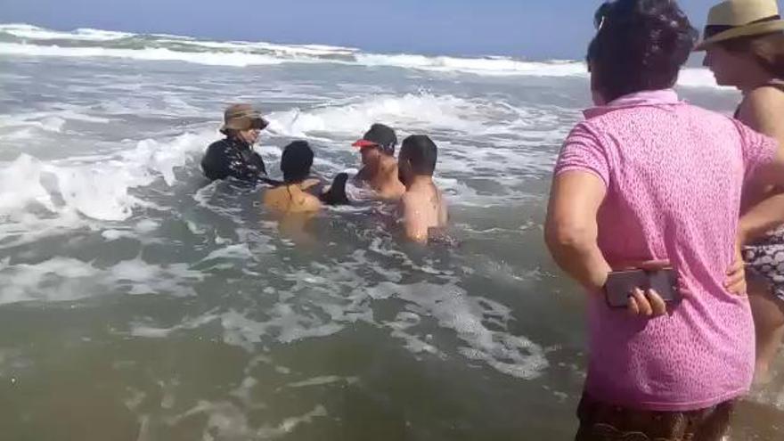 Cría de calderón varada en la playa de La Mata de Torrevieja