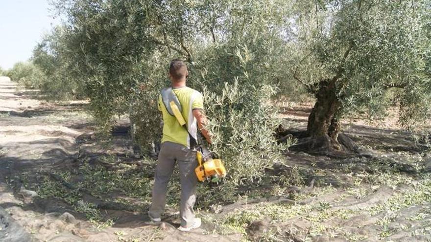 La cosecha de aceite de oliva crecerá más del 40% en Córdoba