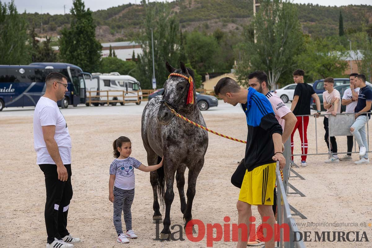 Control veterinario de los Caballos del Vino en Caravaca