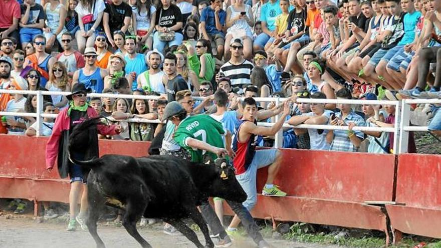 Enguany, les vaquetes van reunir més de 2.500 espectadors