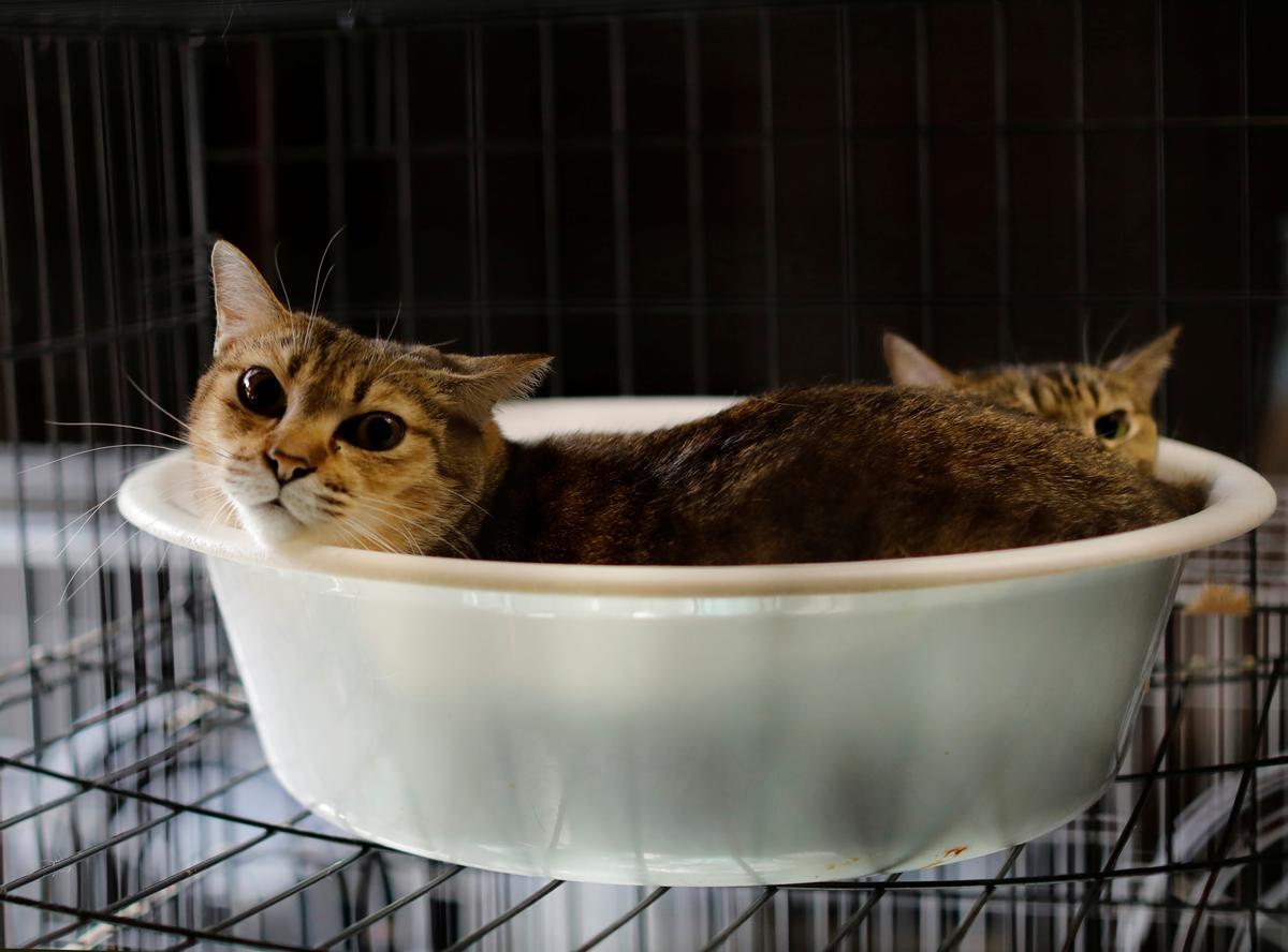 Los gatos que fueron rescatados por Sakae Kato, descansan en su casa  en la casa de Kato