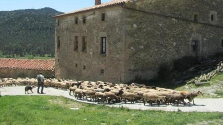 Es recupera l´històric camí ramader del Lluçanès