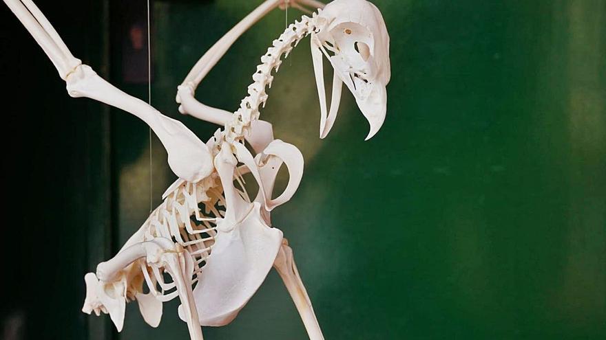 Montan el primer esqueleto de águila perdicera