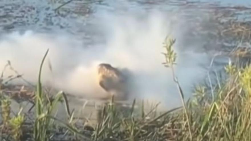 Un caimán se come un dron y al morderlo provoca una explosión de humo.
