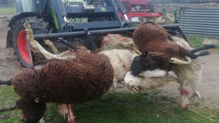 Lobada en Viñuela: &quot;al final nos echan de Sayago&quot;