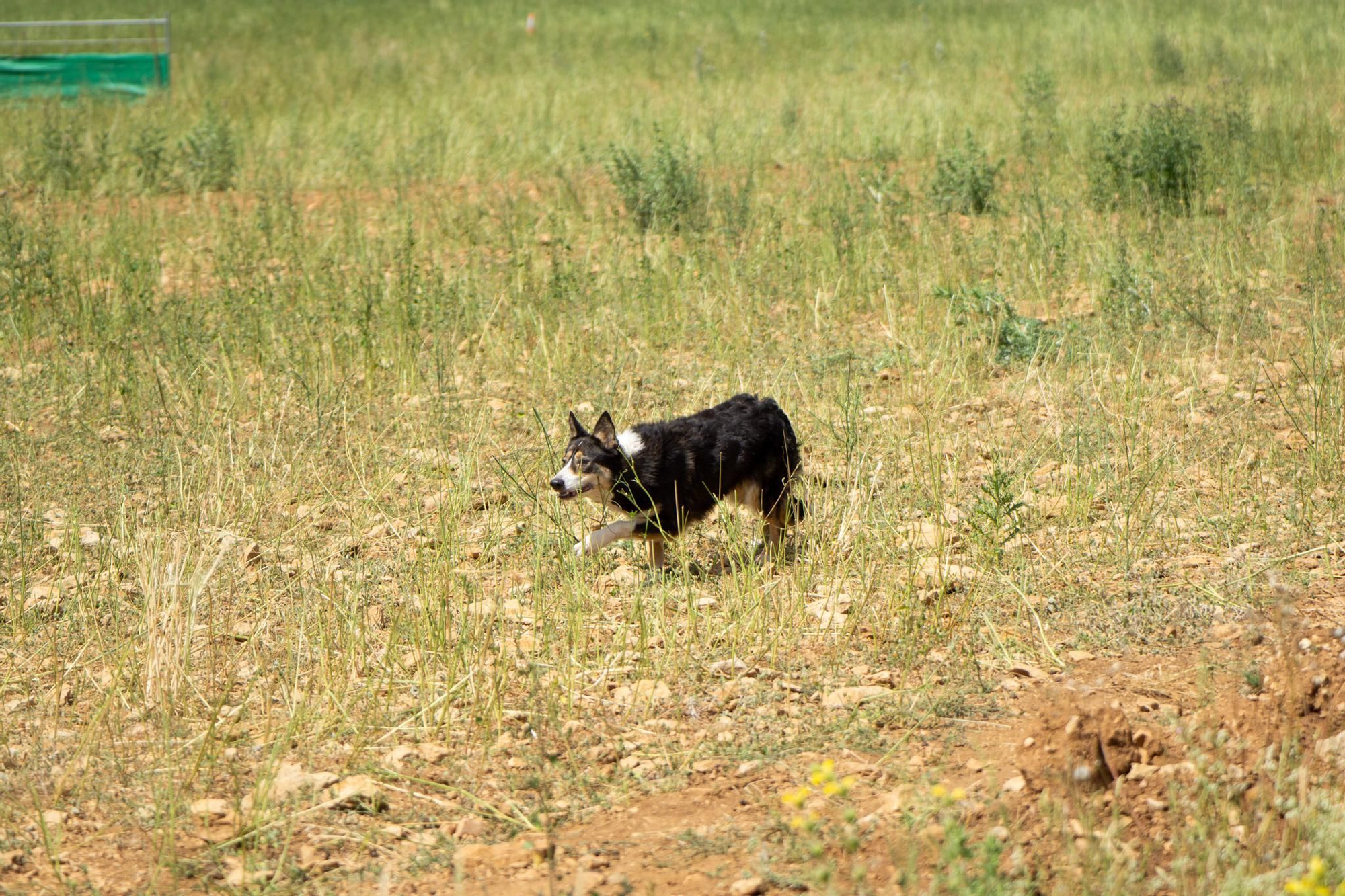 FOTOGALERÍA: Las imágenes del concurso de perros pastores de Ares del Maestrat