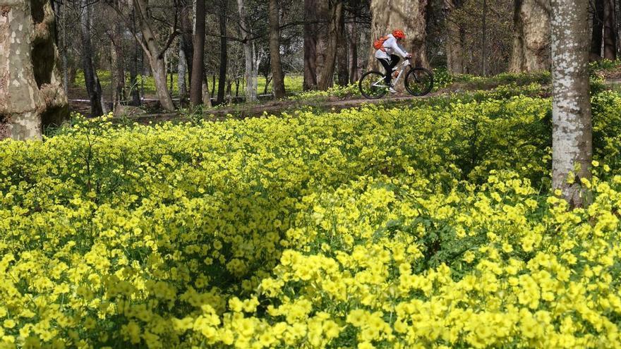 La Oxalis deja un manto amarillo en Castrelos