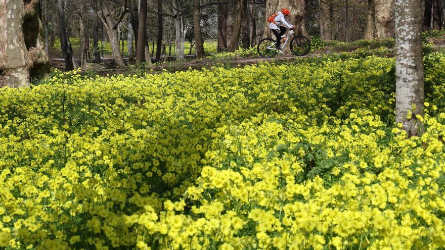 Oxalis, la bonita flor invasora