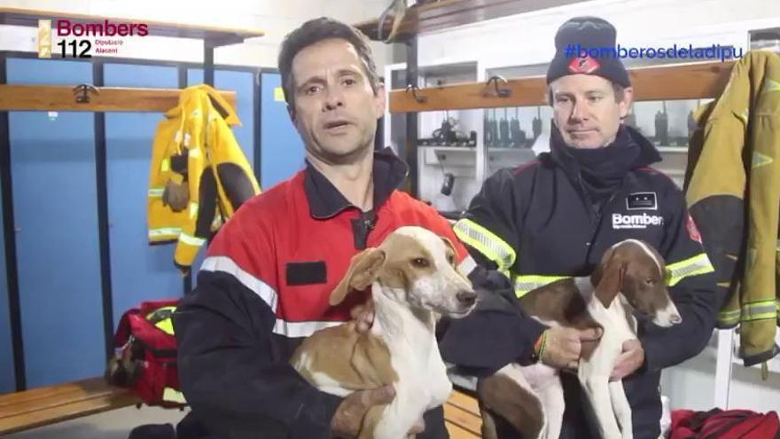 Los bomberos rescatan a cuatro perros atrapados en una tubería en Mutxamel