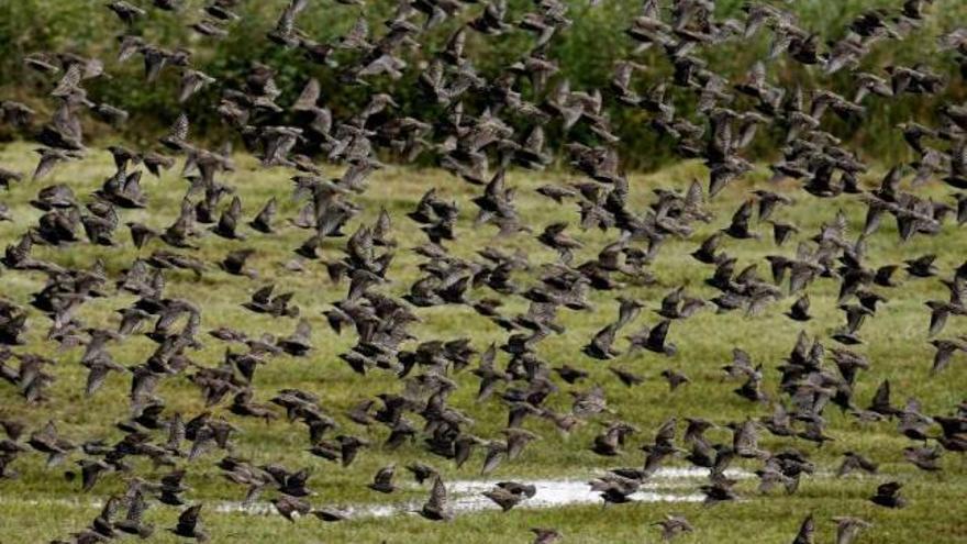 La tecnología, espía de aves migratorias