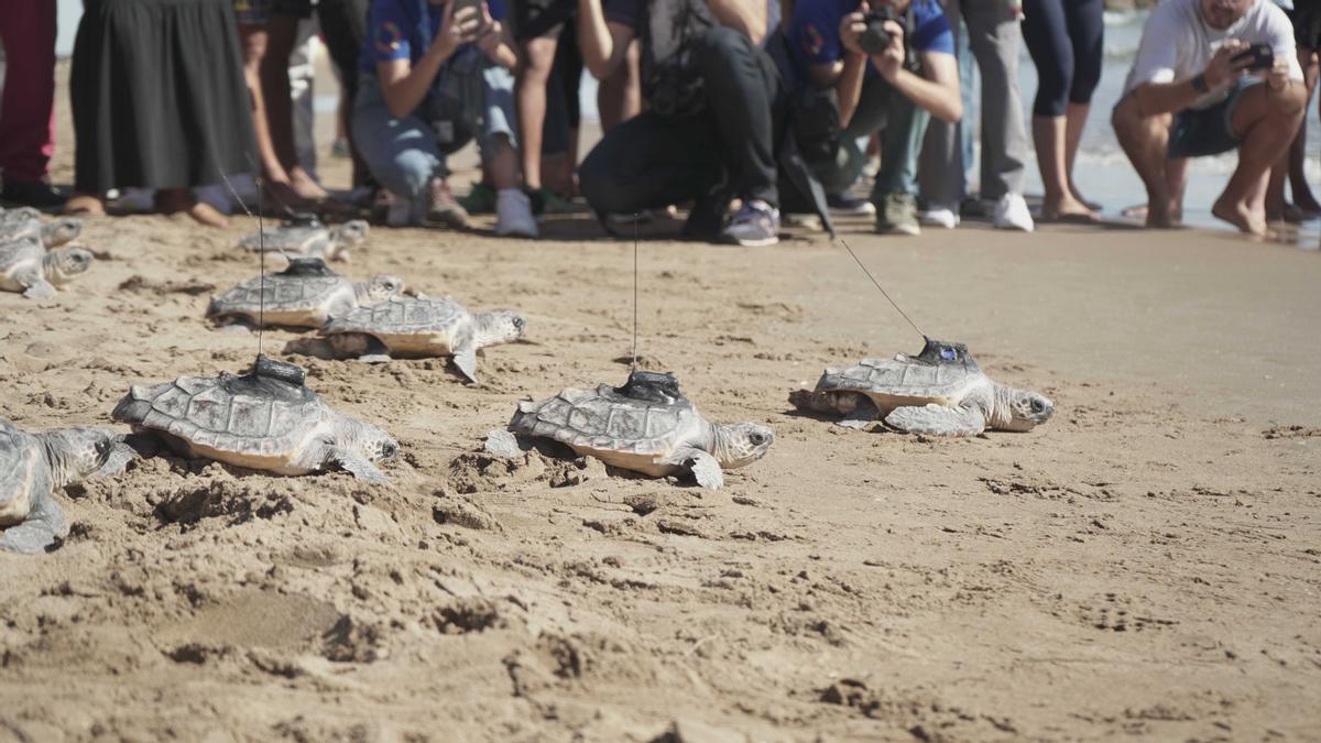 Tortugas liberadas en Valencia con el emisor GPS en su caparazón