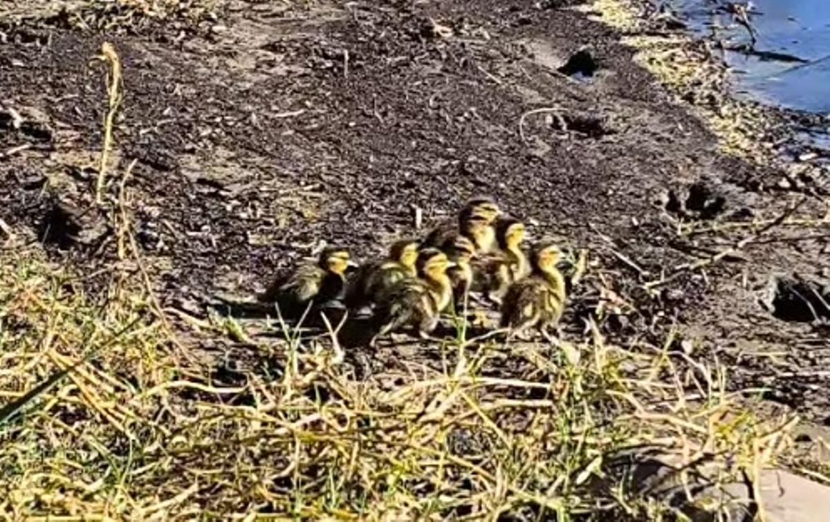 La familia de patos se encamina a introducirse en el río Miño, este martes, tras el rescate de los bomberos.
