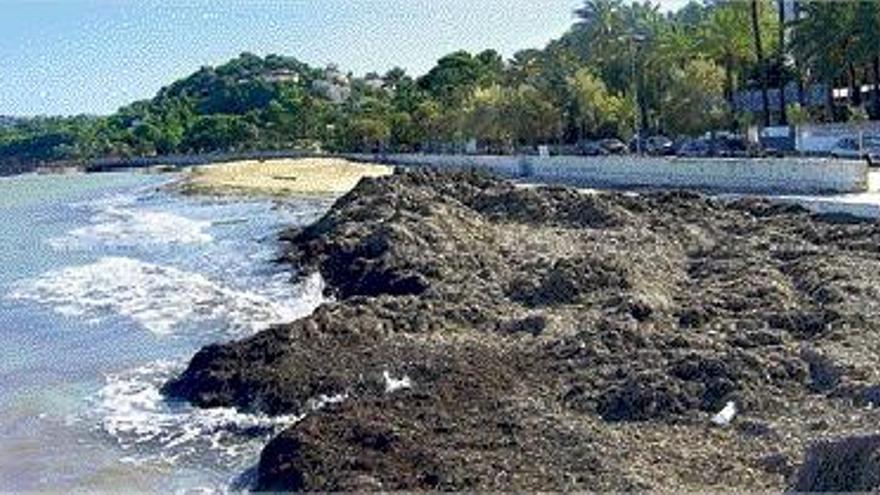 La empresa ya ha sacado 300 toneladas de algas de la Marineta y aún quedan otras tantas.