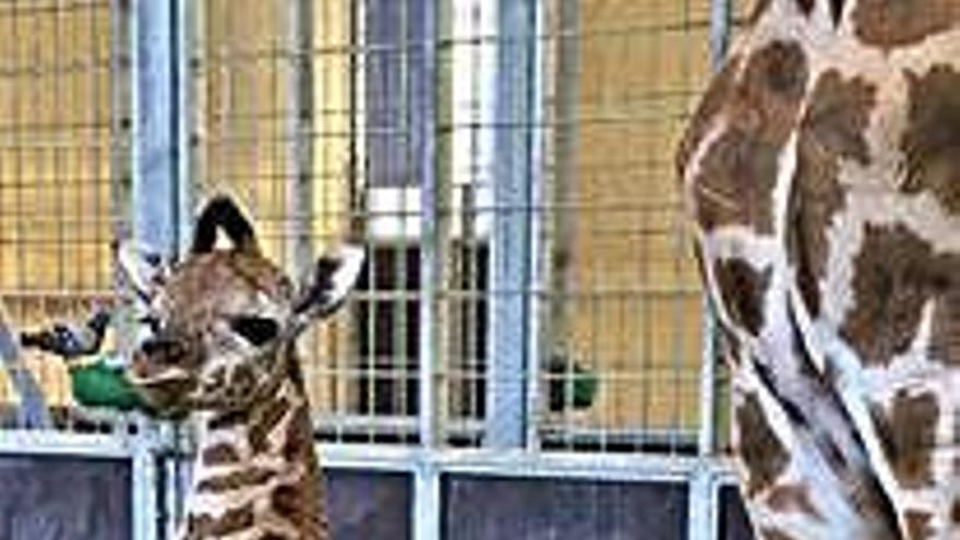 Neix una cria de girafa al Zoo de Barcelona