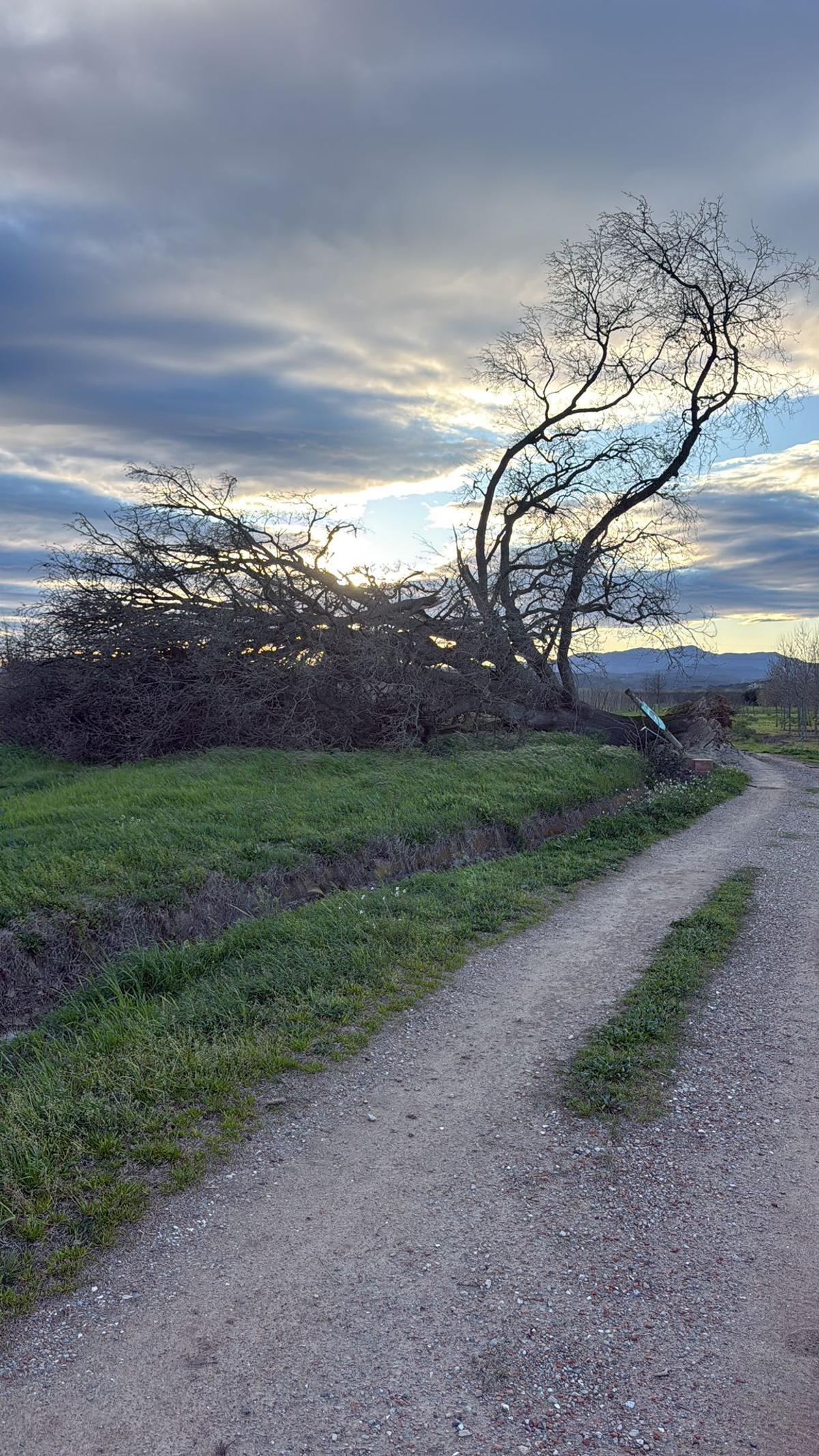 Les imatges de l'arbre caigut a Bordils
