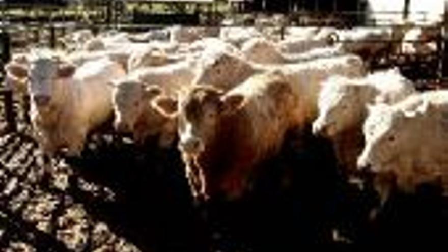 Rusia prohíbe la entrada de carne extremeña por la ´lengua azul´