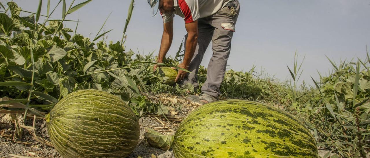 Un agricultor en Carrizales con los primeros melones que se han empezado a recoger, y que tienen como destino los mercados y establecimientos de la provincia.