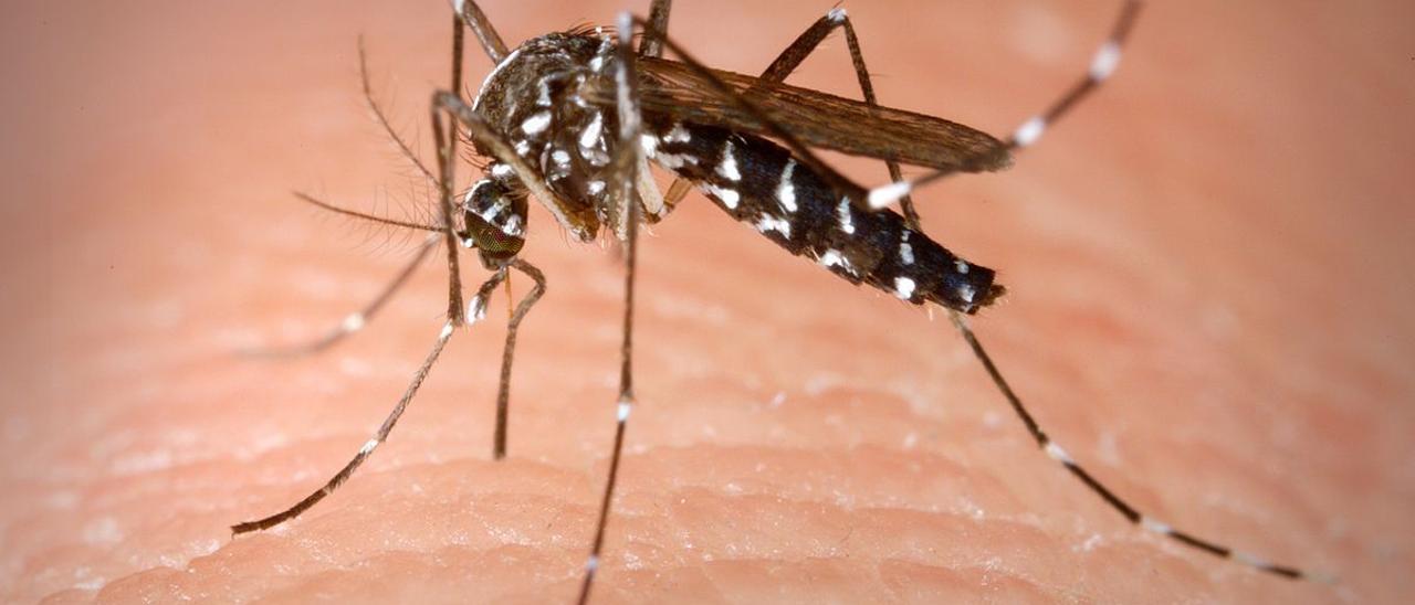 El mosquito tigre se considera &quot;potencialmente peligroso&quot; por ser portador de enfermedades infecciones como el Dengue