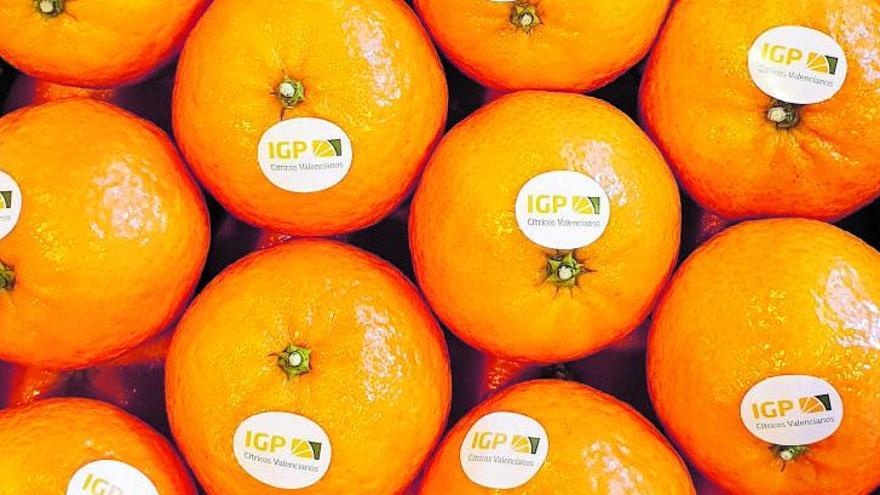 La naranja busca la excelencia en la IGP Cítricos Valencianos