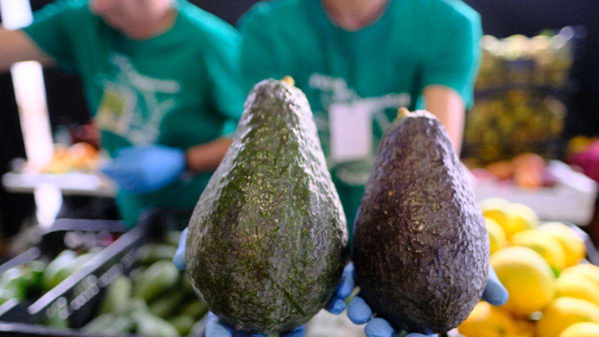 Un productor sostiene dos ejemplares de aguacate canario en una feria sobre este fruto celebrada en Mogán.
