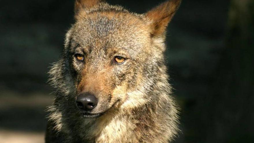 La Generalitat investiga si hay lobos en la Comunitat Valenciana