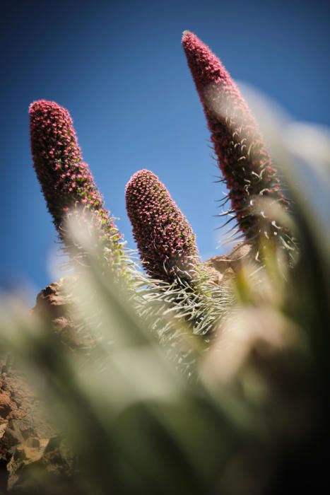 Tajinastes en flor en el Teide